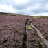 Moor